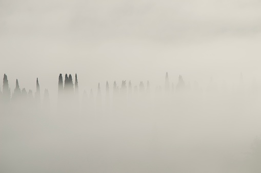 Cypresses in the fog, misty Tuscany