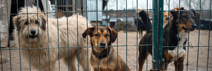 Dog in animal shelter waiting for adoption. Dog  behind the fences. Canine behind bars. Dogs gaze through a metal fence