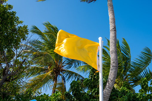 Yellow flag on white pole. In background is a tropical forest with palm trees. Sunny weather.
