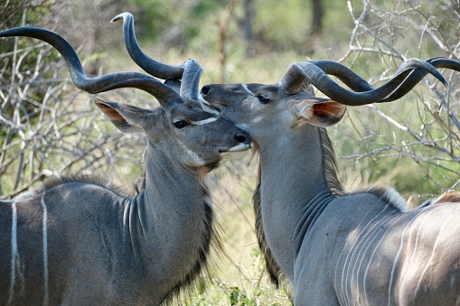 Two kudus, one resting its head on the other one, side view