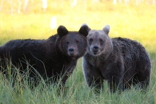 Bear in Finland