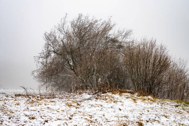 istock Lonely bare bush in mist on snowy mountain meadow after storm. 2040596476