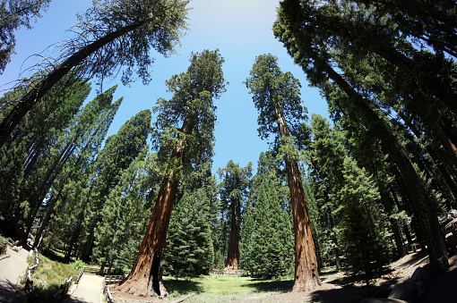 Redwoods, Mountain, Trees