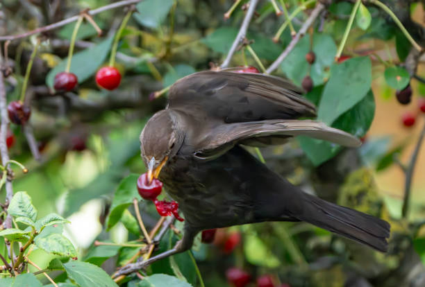 istock Female blackbird in a cherry tree in the rain 2040606337
