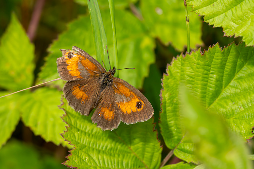 Gatekeeper butterfly on brambles in a nature reserve. Stukeley Meadows Nature Reserve Huntingdon, Cambridgeshire.