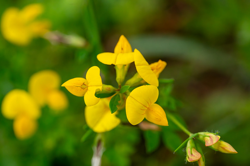 yellow buttercup flowers isolated on white background