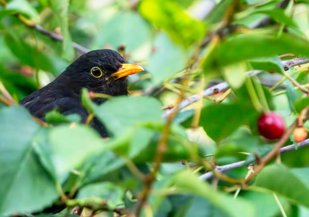 istock Male blackbird in a cherry tree in the rain 2040609339