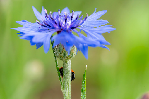 Ladybird on a cornflower in a meadow in Stukeley Meadows Nature Reserve,  Huntingdon
