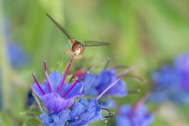 istock Hover fly on a bugle flower in a meadow in Stukeley Meadows Nature Reserve,  Huntingdon 2040610154