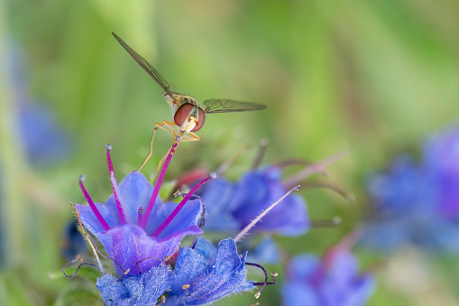 Hover fly on a bugle flower in a meadow in Stukeley Meadows Nature Reserve,  Huntingdon