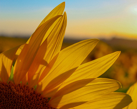 A closeup of a sunflower with a sunset and flower field in the background