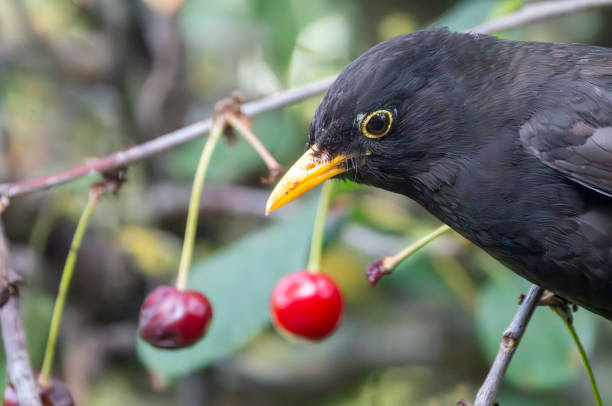 Male blackbird in a cherry tree in the rain.