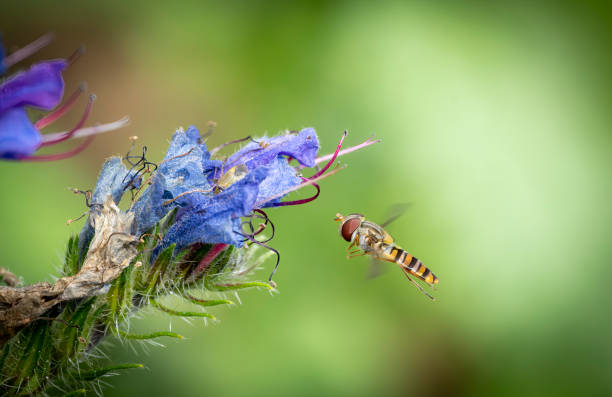 Hover fly on a bugle flower in a meadow in Stukeley Meadows Nature Reserve,  Huntingdon