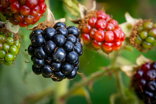 Bunch of ripe and unripe blackberries on the bush with selective focus