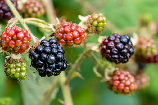 Ripe,ripening and unripe blackberries on blackberry bush in the garden.Rubus fruticosus.Healthy food or diet concept.Selective focus.