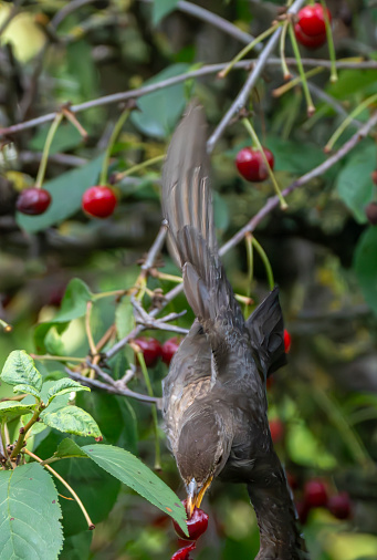 Female blackbird in a cherry tree in the rain.