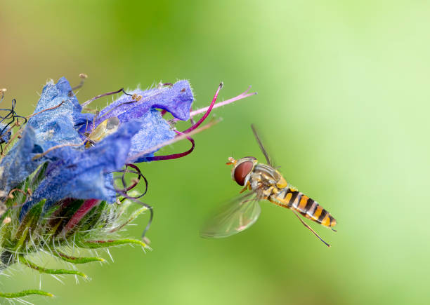 istock Hover fly on a bugle flower in a meadow in Stukeley Meadows Nature Reserve,  Huntingdon 2040615174