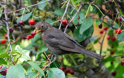 Female blackbird in a cherry tree in the rain.