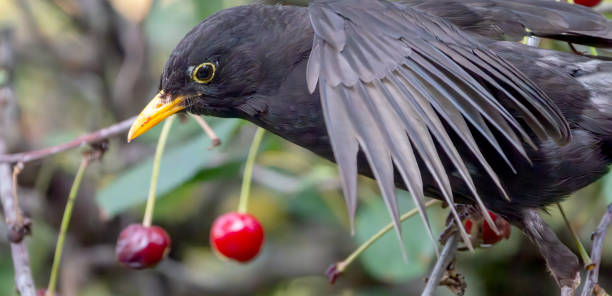 istock Male blackbird in a cherry tree in the rain 2040616238