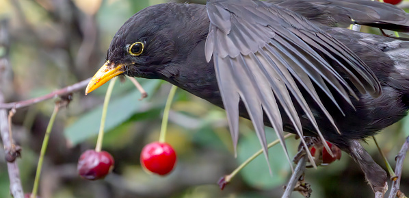 Male blackbird in a cherry tree in the rain.