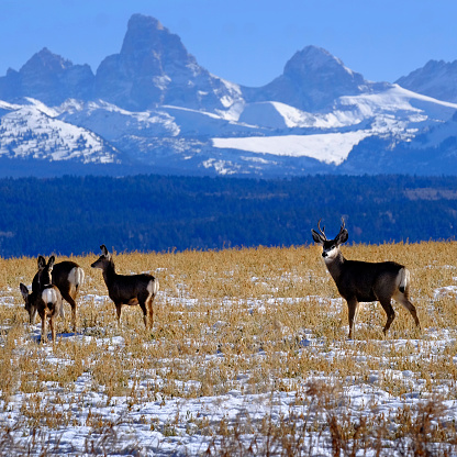 Mule deer in field with Tetons Teton mountains rugged in background