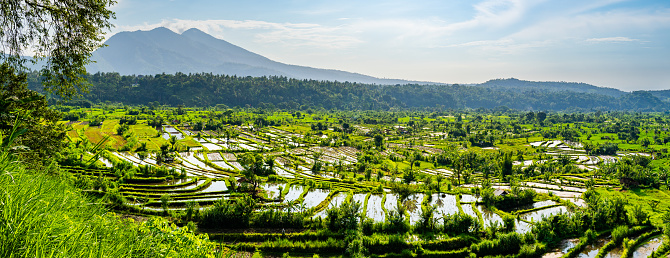 Rice fields are terraced and flooded with water, reflecting the sky. A mountain looms in the background under a clear sky. The foreground is adorned with lush greenery. Shot taken on Bali.