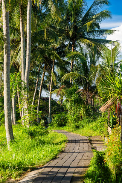 istock Tropical Pathway Surrounded by Palm Trees, Green Grass, and Native Plants Under a Clear Blue Sky. Bali, Ubud. 2040634812
