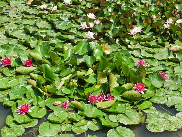 istock Lake with pink and white water lilies 2040648707