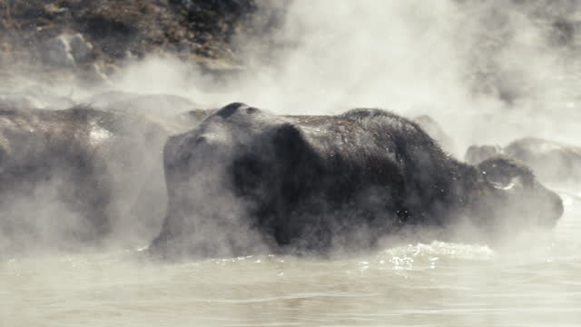 Buffaloes in the winter spa