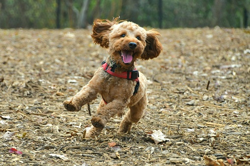 Cavapoo puppy runs and jumps in the dog park with his tongue hanging out.