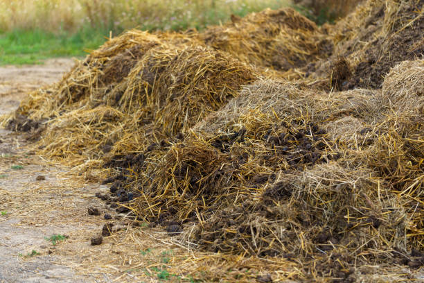 sterta surowego obornika końskiego na podwórku gospodarczym. zbliżenie na stertę obornika na wsi. szczegół sterty na polu. tło wsi. idea recyklingu odpadów naturalnych. naturalny nawóz organiczny - garbage food compost unpleasant smell zdjęcia i obrazy z banku zdjęć