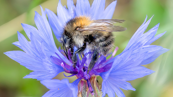 Bumble bee on a cornflower in a meadow in Stukeley Meadows Nature Reserve,  Huntingdon