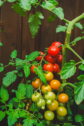 growing and ripening of red cherry tomatoes in the garden, organic farming, Red and green small tomatoes, ripeness.