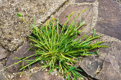 weed growing through gaps of a stone pavement.