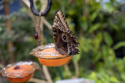 A butterfly perched on fruit with scissors nearby