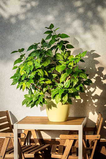 Houseplant grown in the pot, Rosa sinensis, having slightly fragrant crimson, red, pink, or white flowers. Also called Chinese hibiscus, rose of China. a tropical Asian shrub.