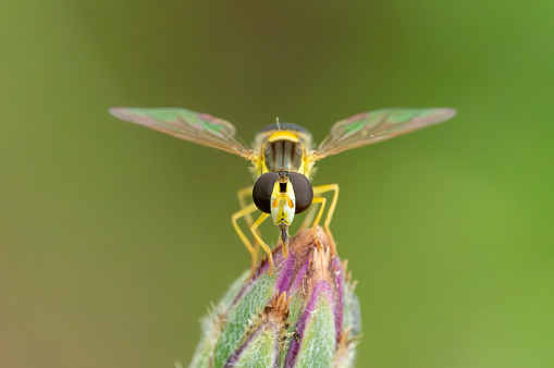 Hoverfly on flower