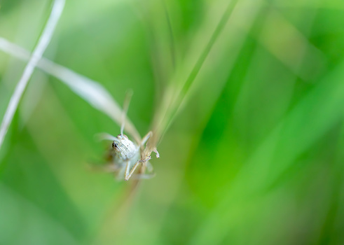 Grasshopper on a blade of grass.
