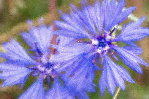 Cornflower close up, painterly effect applied in post processing.