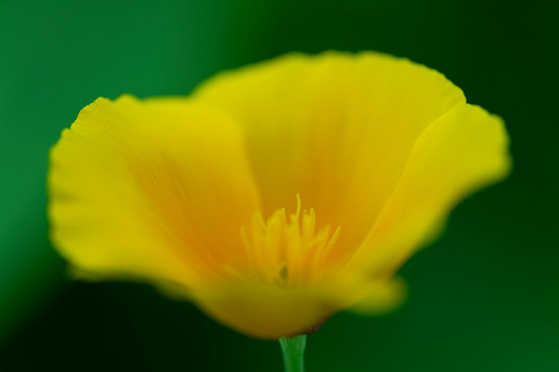 Macro photo flower set on white isolated background