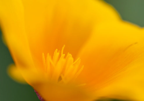 Californian poppy