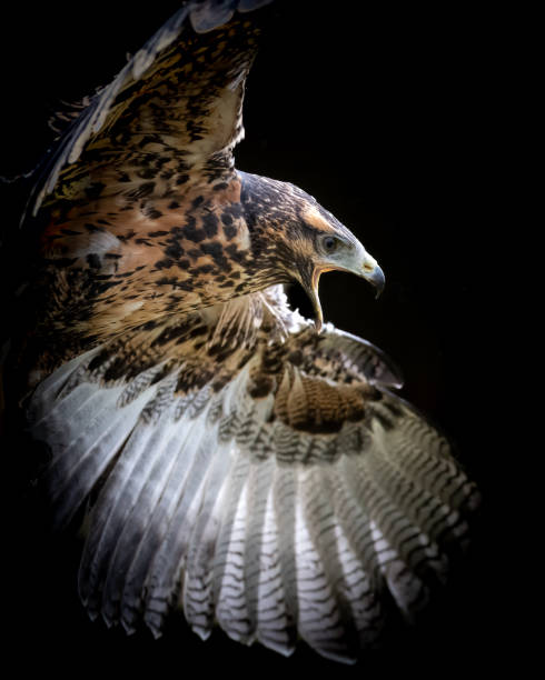 istock Closeup shot of a black-chested buzzard-eagle during flight. Geranoaetus melanoleucus 2040671186