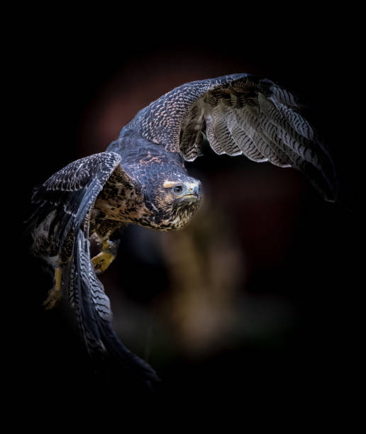Closeup shot of a black-chested buzzard-eagle during flight. Geranoaetus melanoleucus