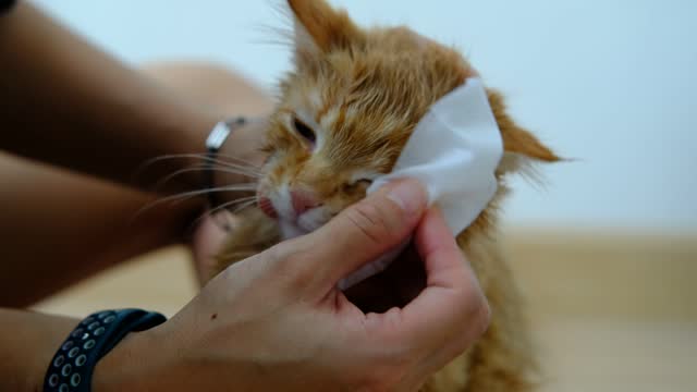 Woman's hand giving a dry bath to an orange cat in the house.