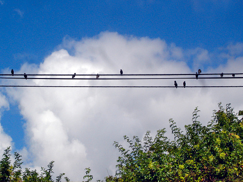 Group of birds, flock of starlings on wires, blue sky,sky background, green tree leaves in the foreground. Santiago de Compostela, Galicia, Spain.