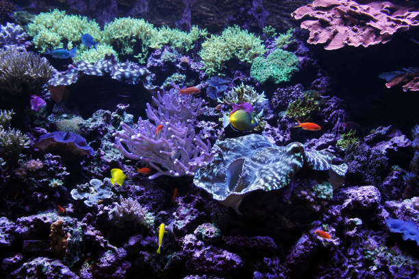 istock Underwater world, sea corals, sea fish, blue 2040689832