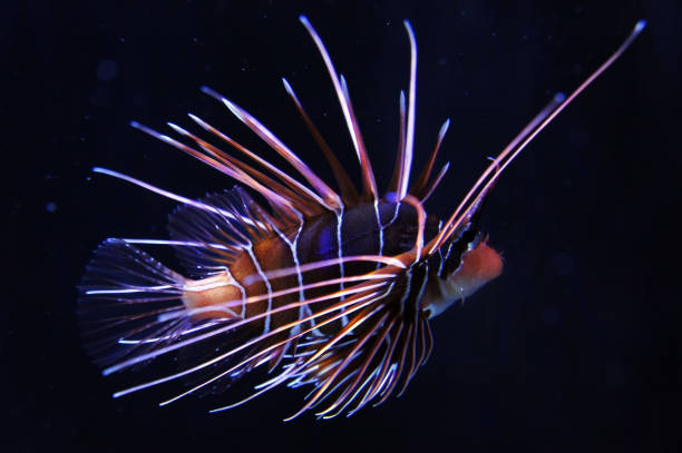 istock Underwater world, sea corals, sea fish, blue 2040690362