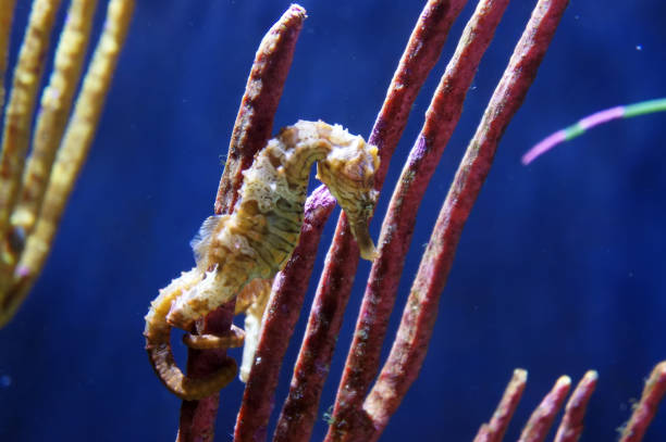 istock Underwater world, sea corals, sea fish, blue 2040691430