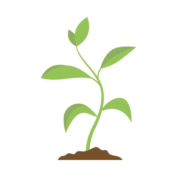 Green little sprout plant isolated. Green little sprout isolated. Small fresh plant. Growth and new life. Single baby plant isolated. Cultivation, environment, nature concept. roots clip art stock illustrations