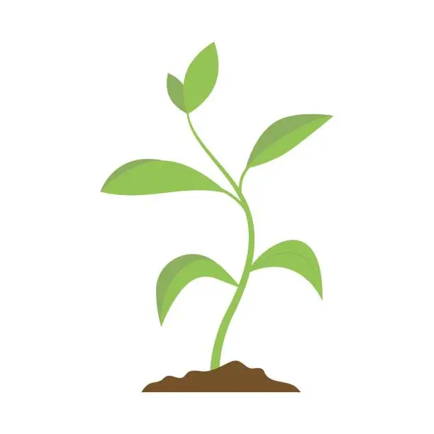 Vector illustration of Green little sprout plant isolated.